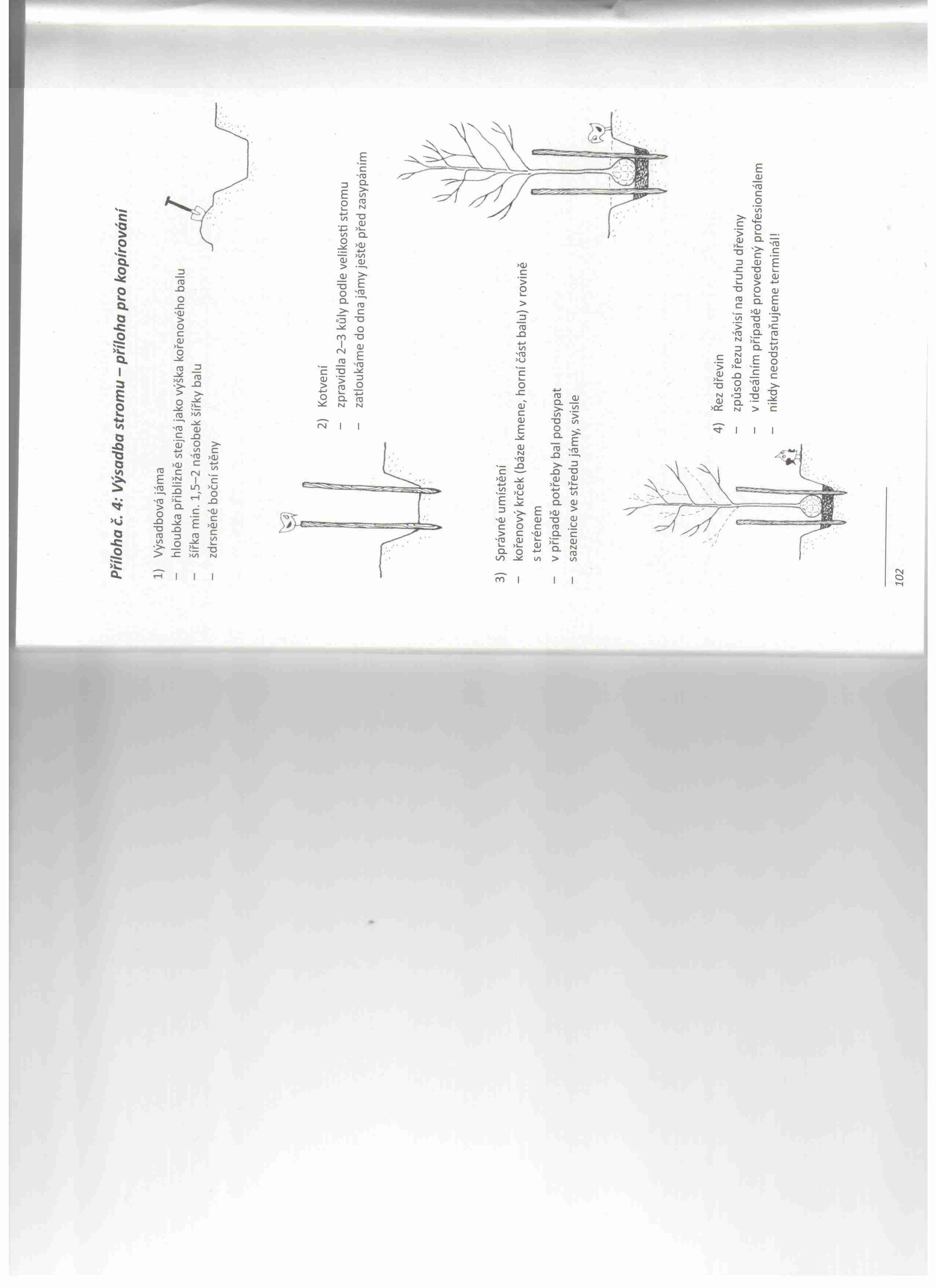 jak se sází  strom SCAN 1